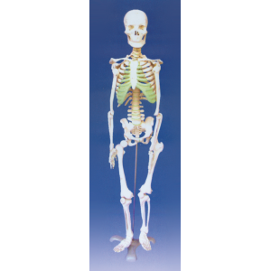 Human Skeleton Half-life Size